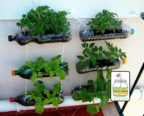 horta com garrafa pet simples horta com garrafa pet simples