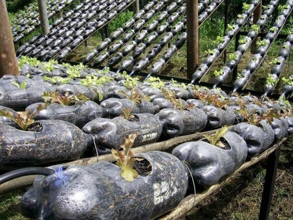 horta com garrafa pet deitada horta com garrafa pet deitada