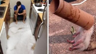 25 Vezes em que a vida mostrou que não é para amadores