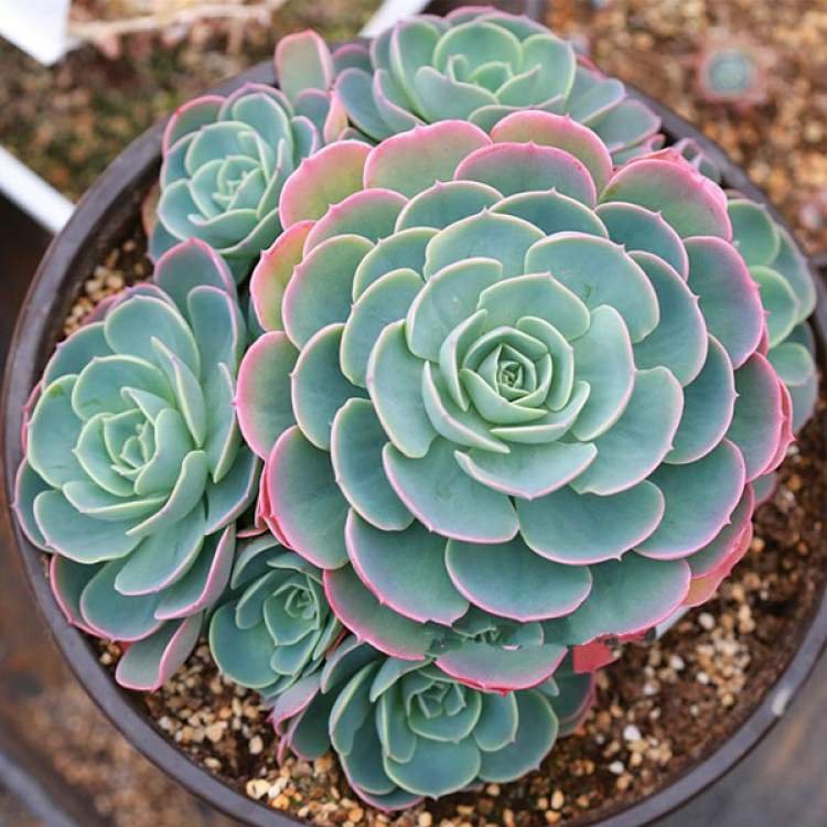 1749587048 264 11 Plantas para colocar dentro de casa e que nao