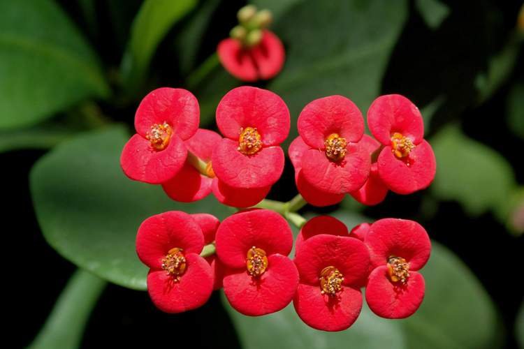 1749587048 470 11 Plantas para colocar dentro de casa e que nao