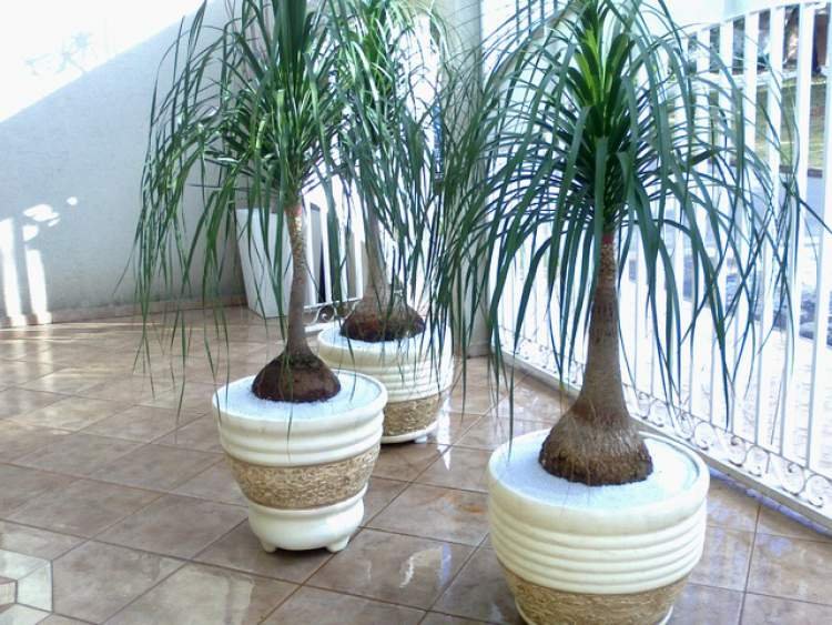1749587048 960 11 Plantas para colocar dentro de casa e que nao