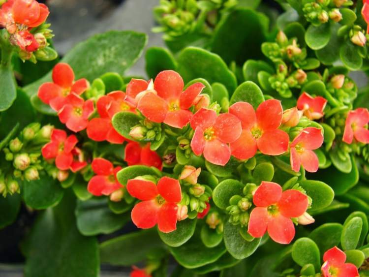 1749587048 99 11 Plantas para colocar dentro de casa e que nao