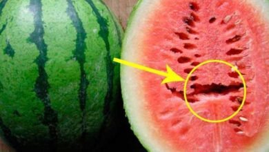 ATENÇÃO: Se você encontrar essas rachaduras na melancia. NÃO COMA
