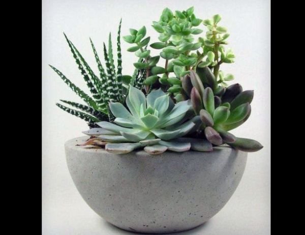 vaso de concreto com suculentas