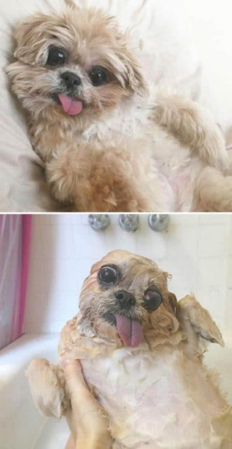 1749593058 1 15 imagens divertidas de caes antes e depois do banho