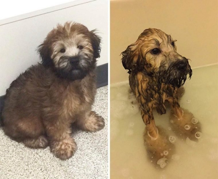 1749593058 53 15 imagens divertidas de caes antes e depois do banho