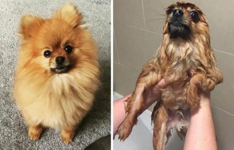 1749593058 735 15 imagens divertidas de caes antes e depois do banho