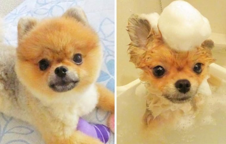 1749593058 805 15 imagens divertidas de caes antes e depois do banho
