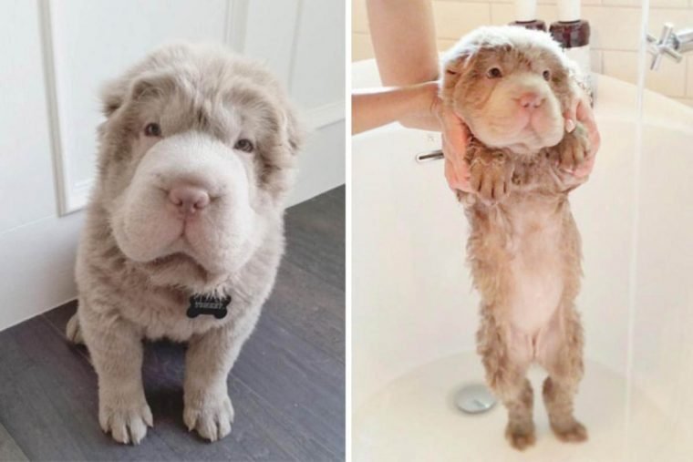1749593058 873 15 imagens divertidas de caes antes e depois do banho