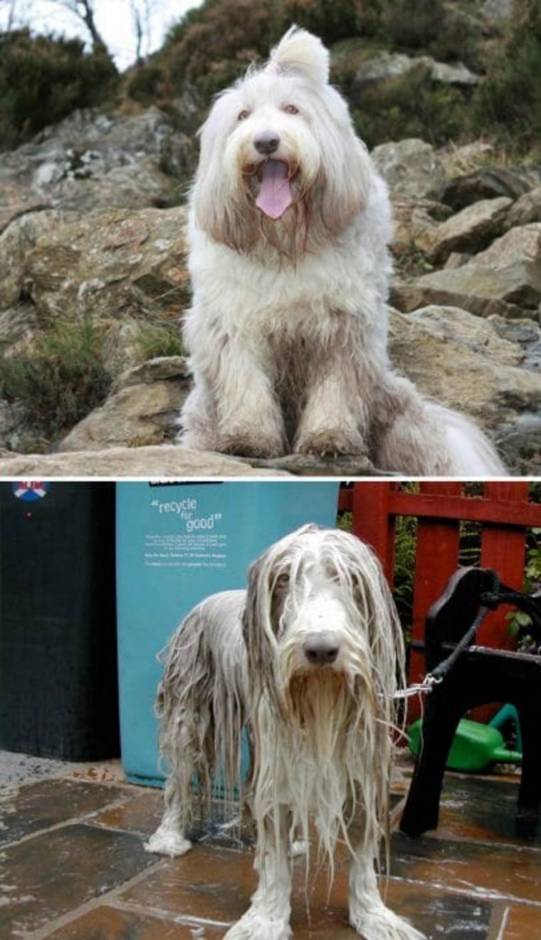 1749593058 884 15 imagens divertidas de caes antes e depois do banho