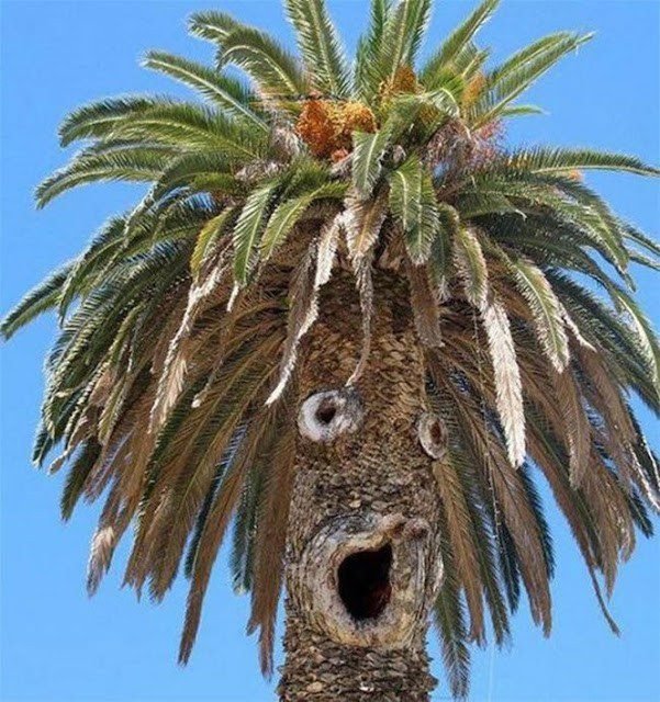 23 imagens que te mostrarão direitinho o que é pareidolia