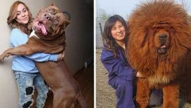20 cachorros grandes demais, mas que ainda não perceberam isso
