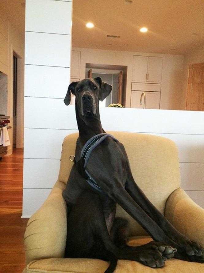 1749681287 202 20 cachorros grandes demais mas que ainda nao perceberam isso blank