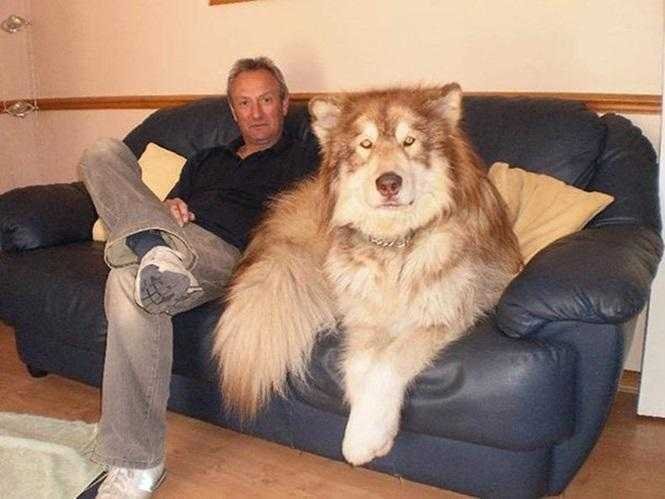 1749681287 240 20 cachorros grandes demais mas que ainda nao perceberam isso blank