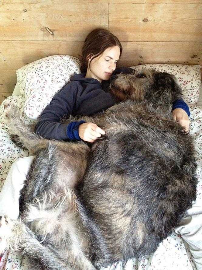 1749681287 26 20 cachorros grandes demais mas que ainda nao perceberam isso blank