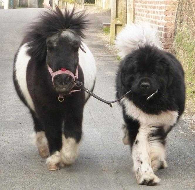 1749681287 441 20 cachorros grandes demais mas que ainda nao perceberam isso blank
