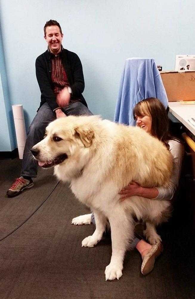 1749681287 457 20 cachorros grandes demais mas que ainda nao perceberam isso blank