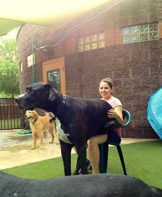 1749681287 477 20 cachorros grandes demais mas que ainda nao perceberam isso blank