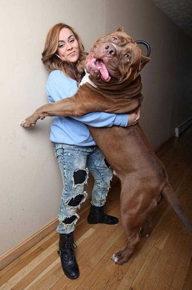 1749681287 626 20 cachorros grandes demais mas que ainda nao perceberam isso blank