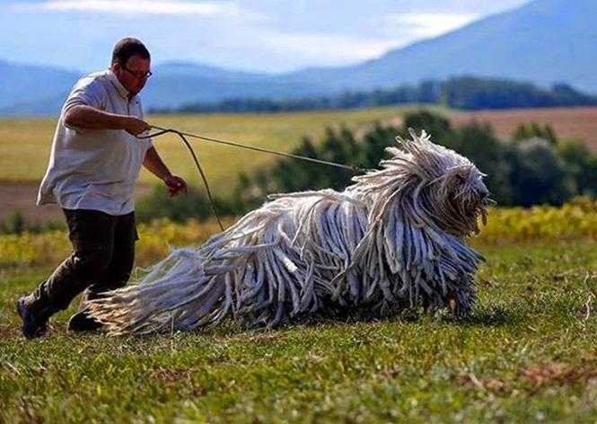 1749681287 648 20 cachorros grandes demais mas que ainda nao perceberam isso blank