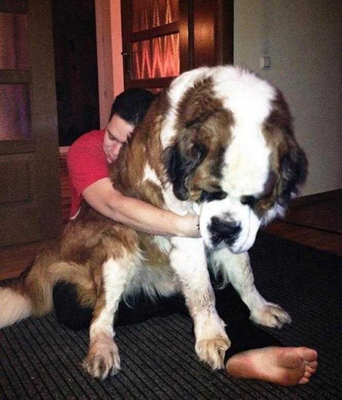 1749681287 785 20 cachorros grandes demais mas que ainda nao perceberam isso blank
