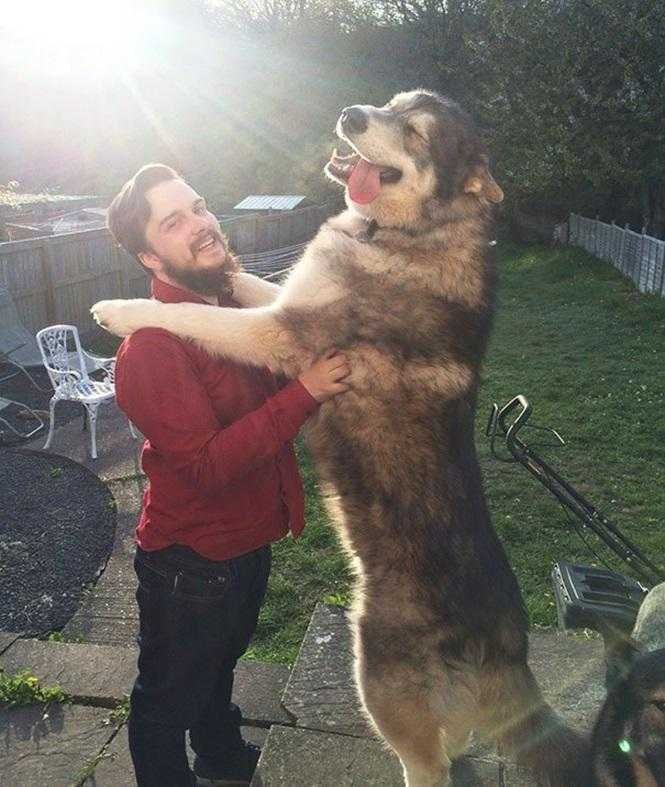 1749681287 84 20 cachorros grandes demais mas que ainda nao perceberam isso blank