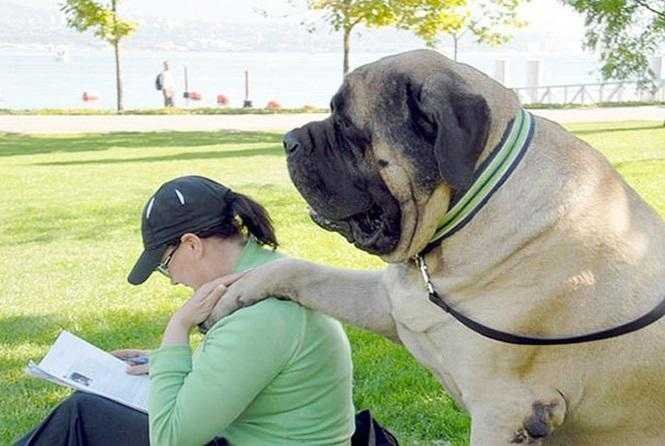 1749681287 919 20 cachorros grandes demais mas que ainda nao perceberam isso blank