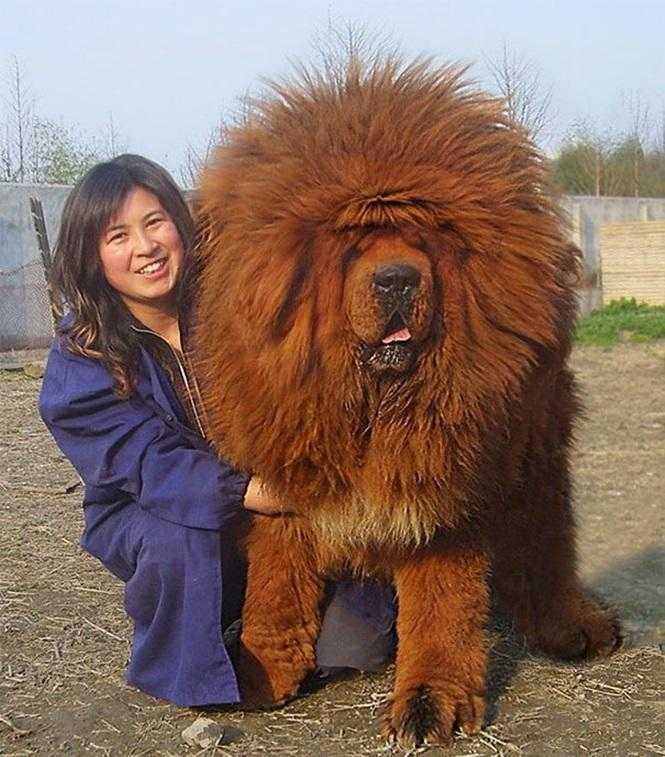 1749681287 928 20 cachorros grandes demais mas que ainda nao perceberam isso blank