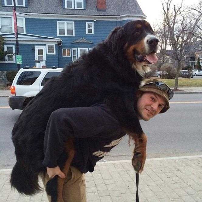 1749681287 965 20 cachorros grandes demais mas que ainda nao perceberam isso blank