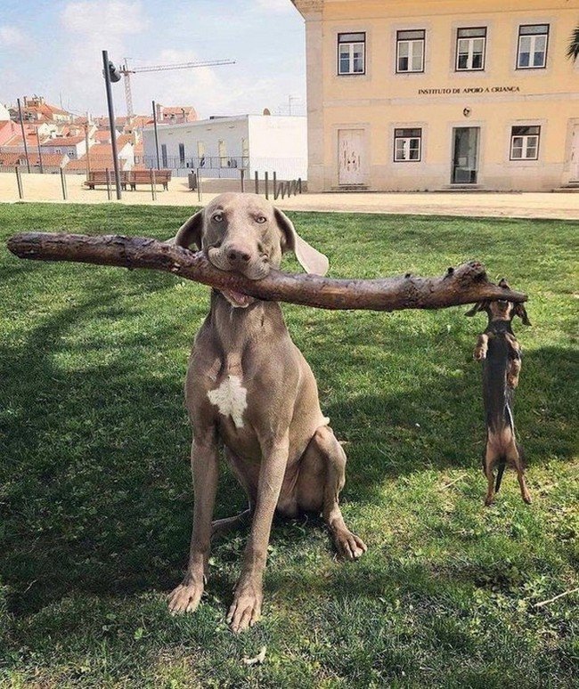 1749691576 51 19 Fotos que seriam totalmente comuns se nao fossem seus
