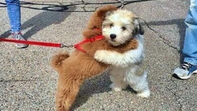 Esses cachorrinhos são melhores amigos e se abraçam sempre que se encontram