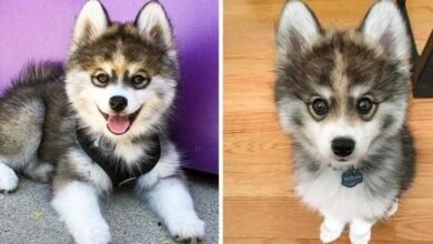 Foto: normanthepomsky