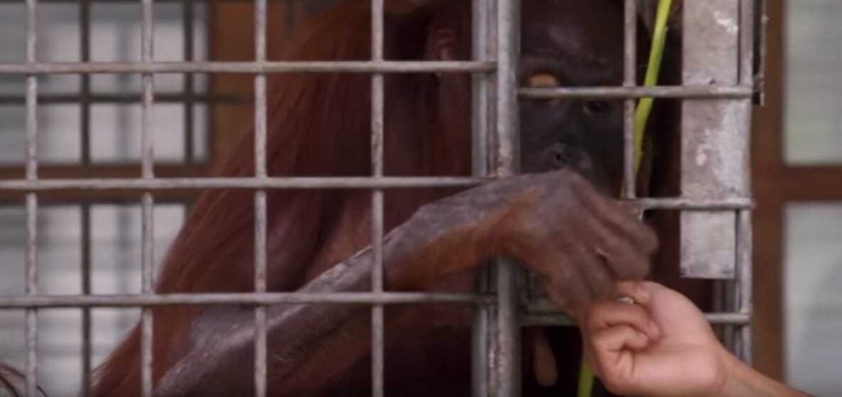 MÃE ORANGOTANGO FINALMENTE SE REÚNE COM SEU BEBÊ SEQUESTRADO E SUA REAÇÃO NOS EMOCIONOU s s