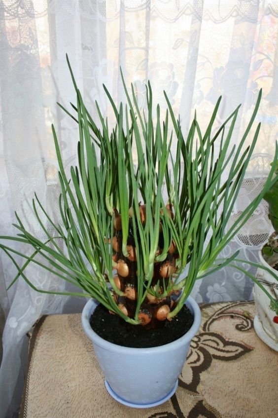 plantar cebolinha casa vaso