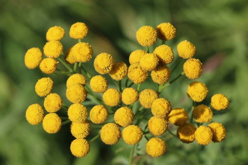 Plantas que afastam de casa escorpiões, aranhas, formigas, moscas, percevejos e carrapatos Plantas que afastam de casa escorpiões, aranhas, formigas, moscas, percevejos e carrapatos