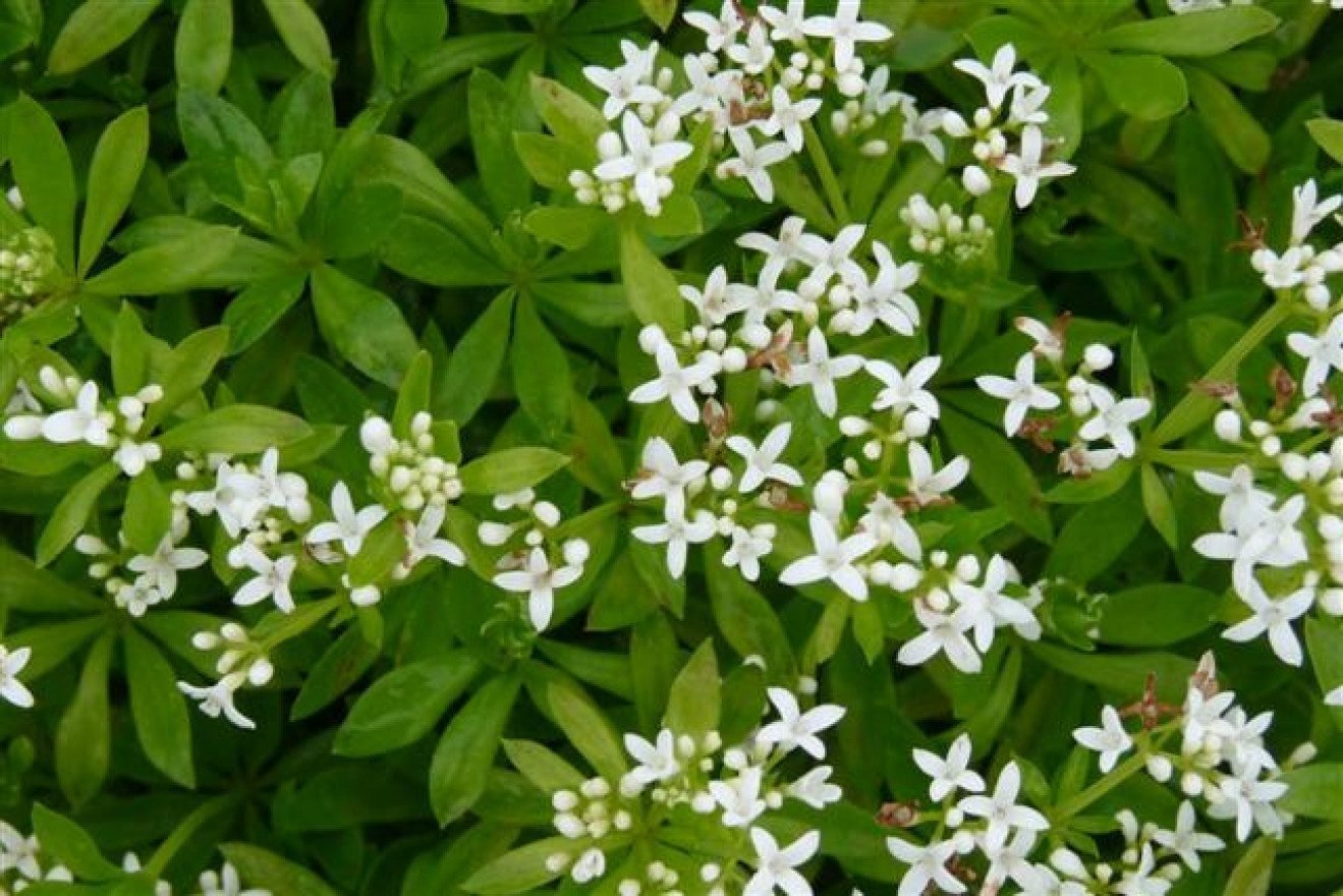 galium odoratum asperula odorata lievevrouwebedstro