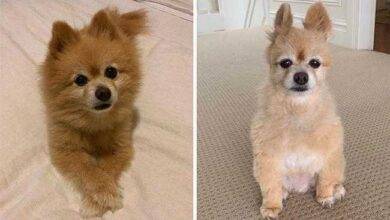 20 Pessoas que tentaram aparar os pelos de seus cães e o resultado foi desastroso