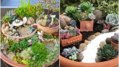 12 ideias para fazer mini jardim com suculentas