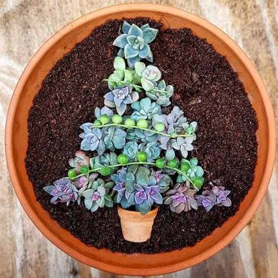 Lindo mini jardim com suculentas