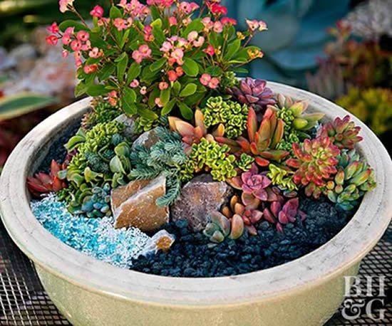 Decoração e mini jardim com suculentas