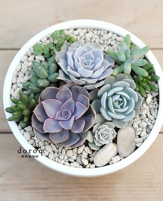 Ideias para mini jardim com suculentas