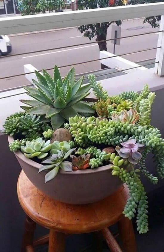 Ideias para mini jardim com suculentas