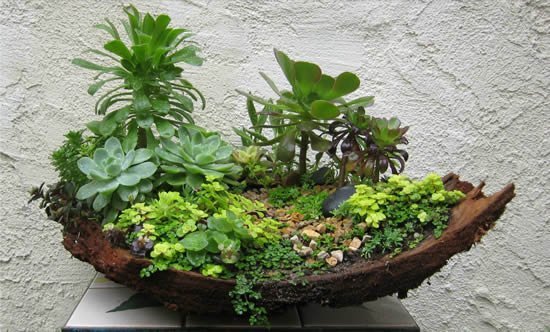 Decoração e mini jardim com suculentas