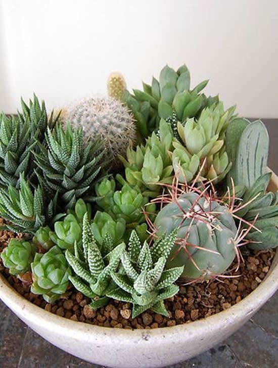 Lindo mini jardim com suculentas