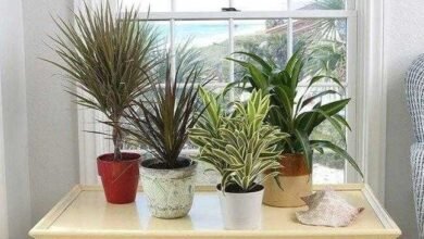 5 plantas para se ter em casa e que não requerem muitos cuidados