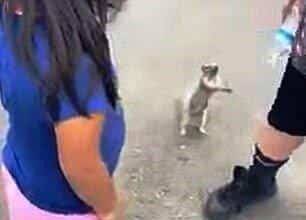Esquilo com sede implora para garoto por um pouco de água – Bau das DICAS