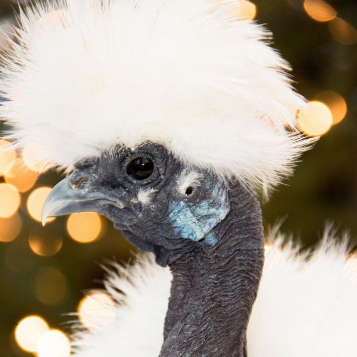 1750295348 204 27 animais tao incomuns que parecem ter saido de um