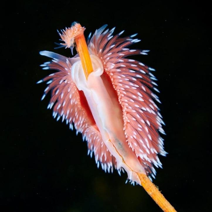 1750295348 337 27 animais tao incomuns que parecem ter saido de um