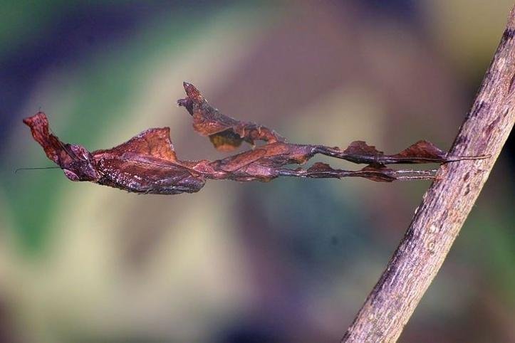 1750295351 302 27 animais tao incomuns que parecem ter saido de um